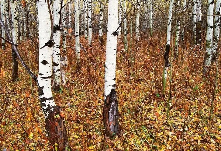 Трюк зі зникненням: добірка фотографій, на яких вдало сховалися тварини