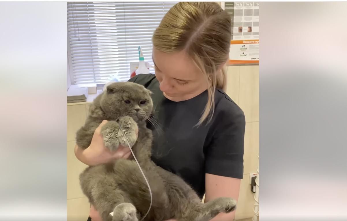 Екстрим-купання: у Дніпрі кіт прався в машинці пів години та дивом вижив - Новини Дніпра сьогодні - 24 Канал Екстрим-купання: у Дніпрі кіт прався в машинці пів години та дивом вижив - Новини Дніпра сьогодні - 24 Канал