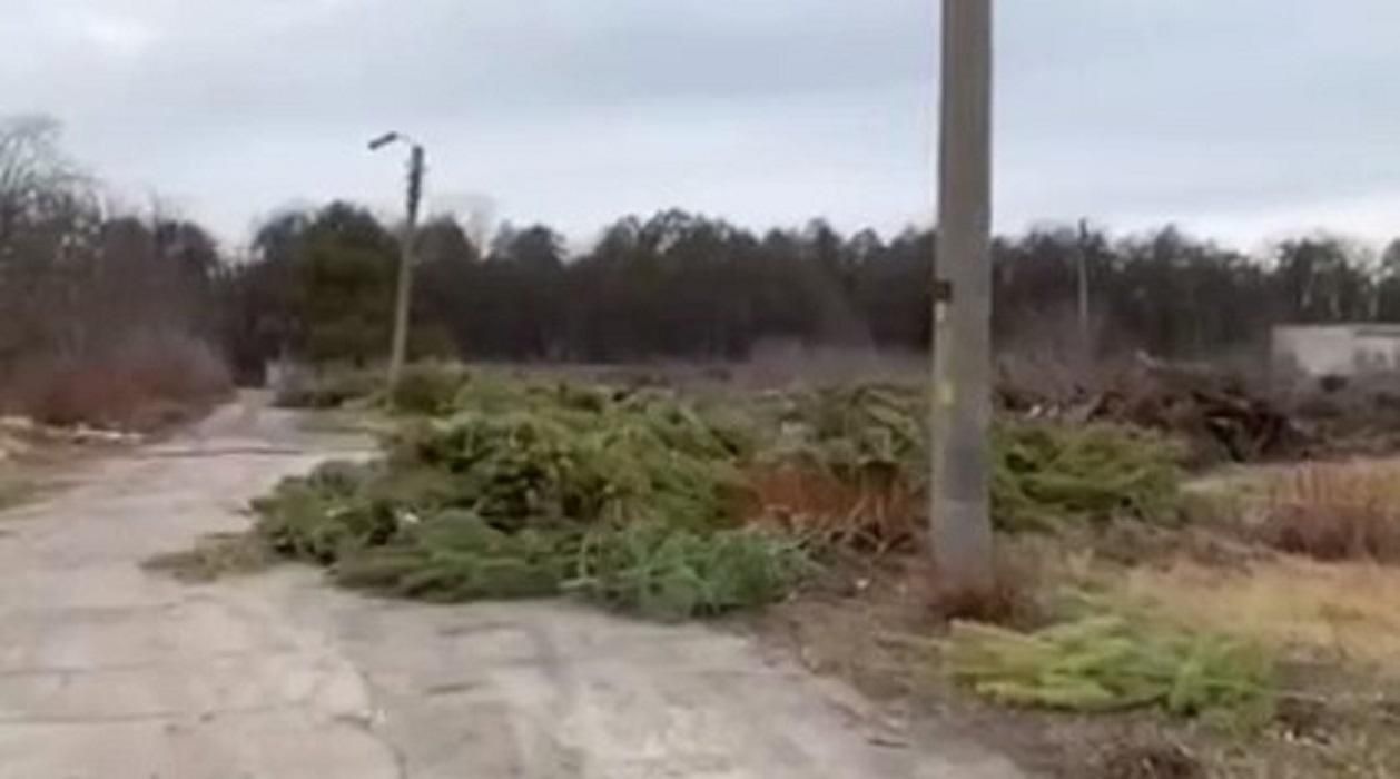 На Минском массиве после праздников возникло "кладбище" непроданных елок: печальное видео На Минском массиве после праздников возникло "кладбище" непроданных елок: печальное видео