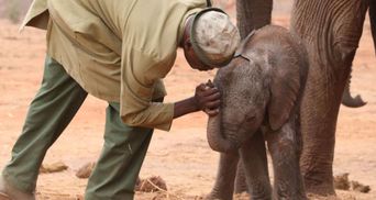 Слониха привела дитинча до людей, які врятували їй життя: зворушливе відео