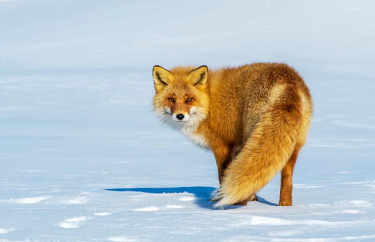 Улюблениця та зірка: у київському парку лисиця бавиться у снігу – миле відео