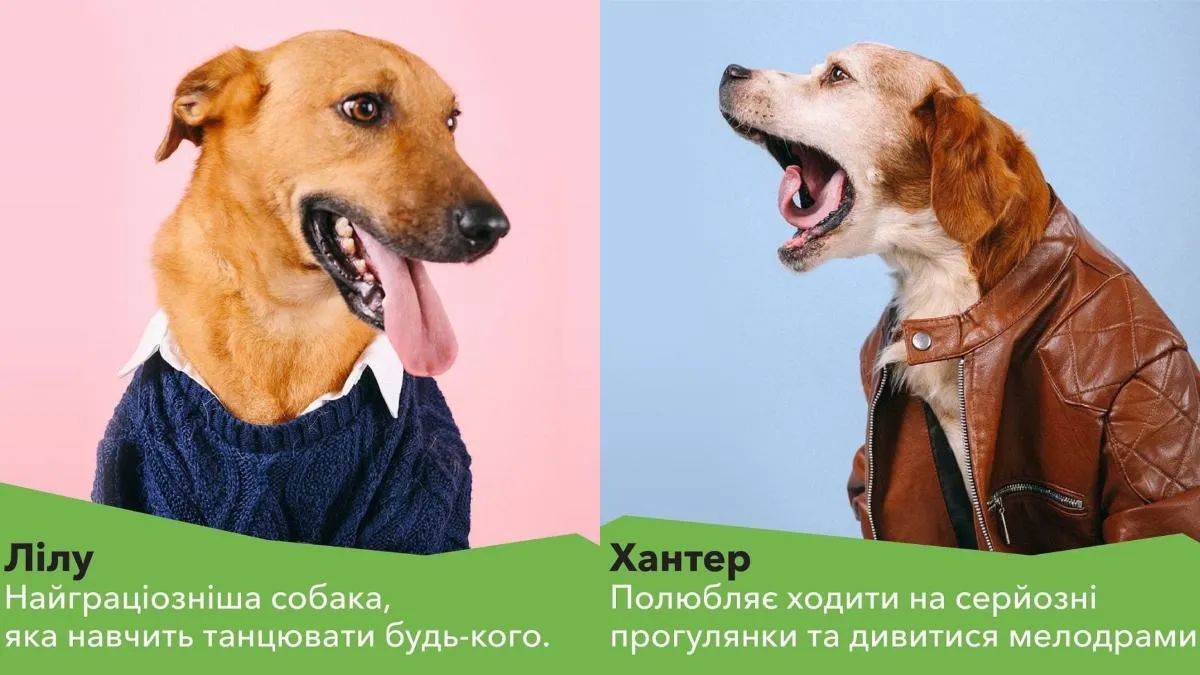 одеські собаки знялися в фотосесії