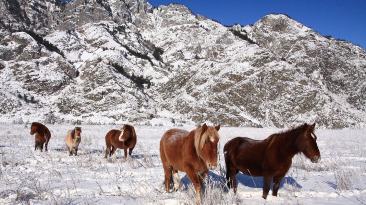 Ни капли человечности: в России неизвестные жестоко убили табун лошадей с жеребятами