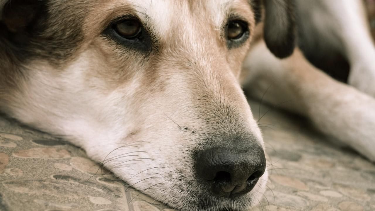 В Харькове неизвестные убивают собак и котов: тела выбрасывают связанными