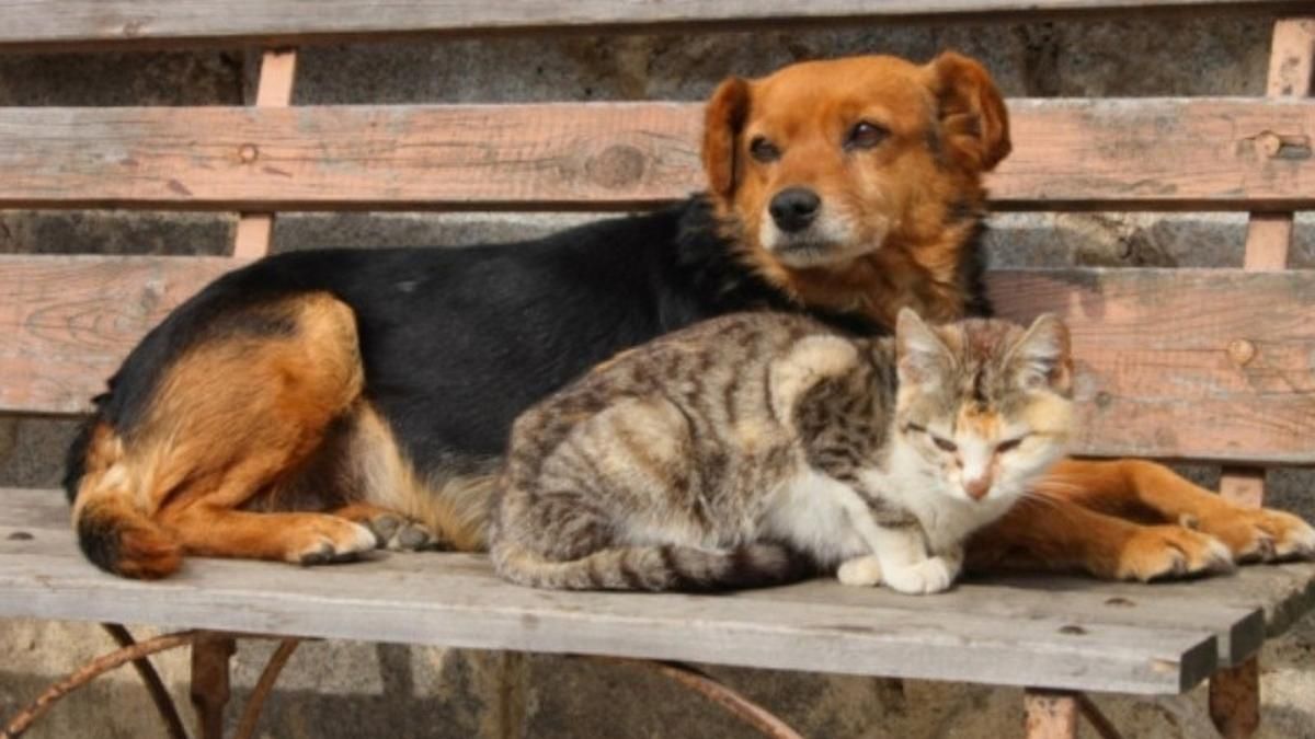 У КМДА розповіли, як хочуть прибрати з вулиць Києва безпритульних тварин - Новини Київ - Київ