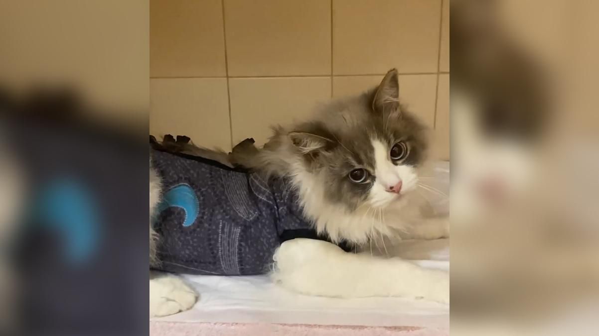 В Днепре чуть не умер кот, потому что съел елочный дождик: как такого избежать В Днепре чуть не умер кот, потому что съел елочный дождик: как такого избежать