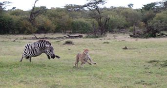 Атака на хижака: як зебра змогла "налякала" гепарда