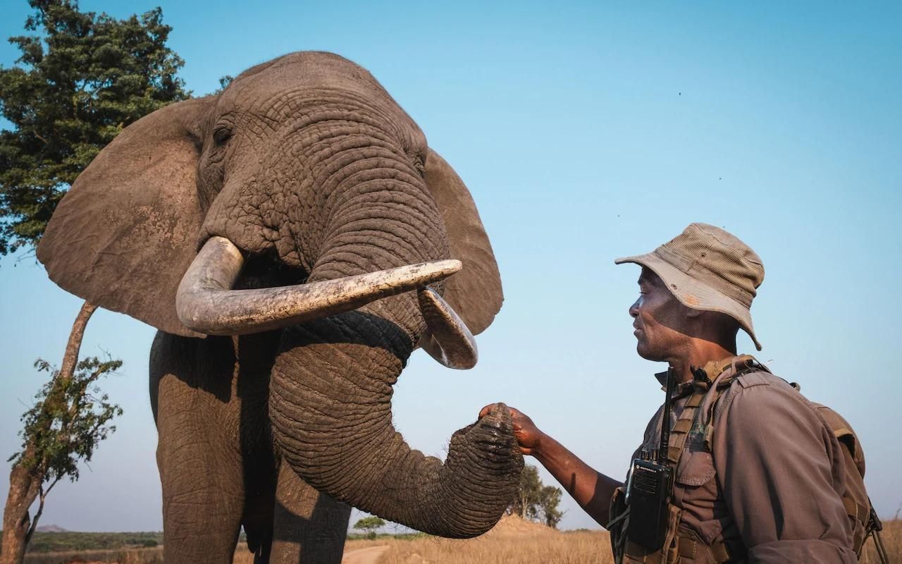 Слон и мужчина стали лучшими друзьями 