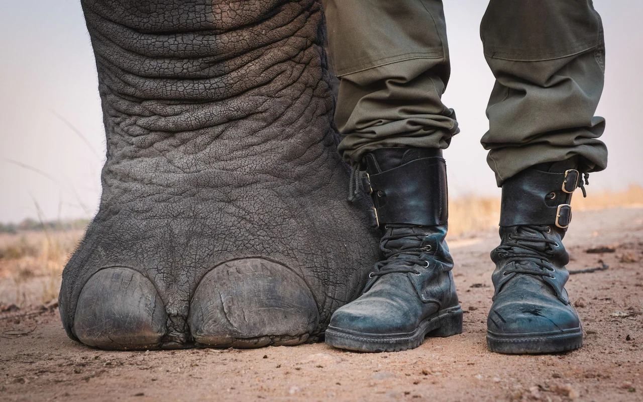 Слон и мужчина стали лучшими друзьями 