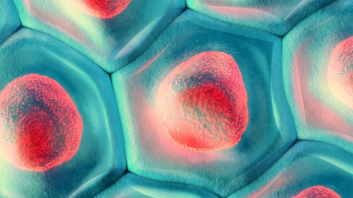 Какую форму имели самые первые клетки на планете Земля Какую форму имели самые первые клетки на планете Земля