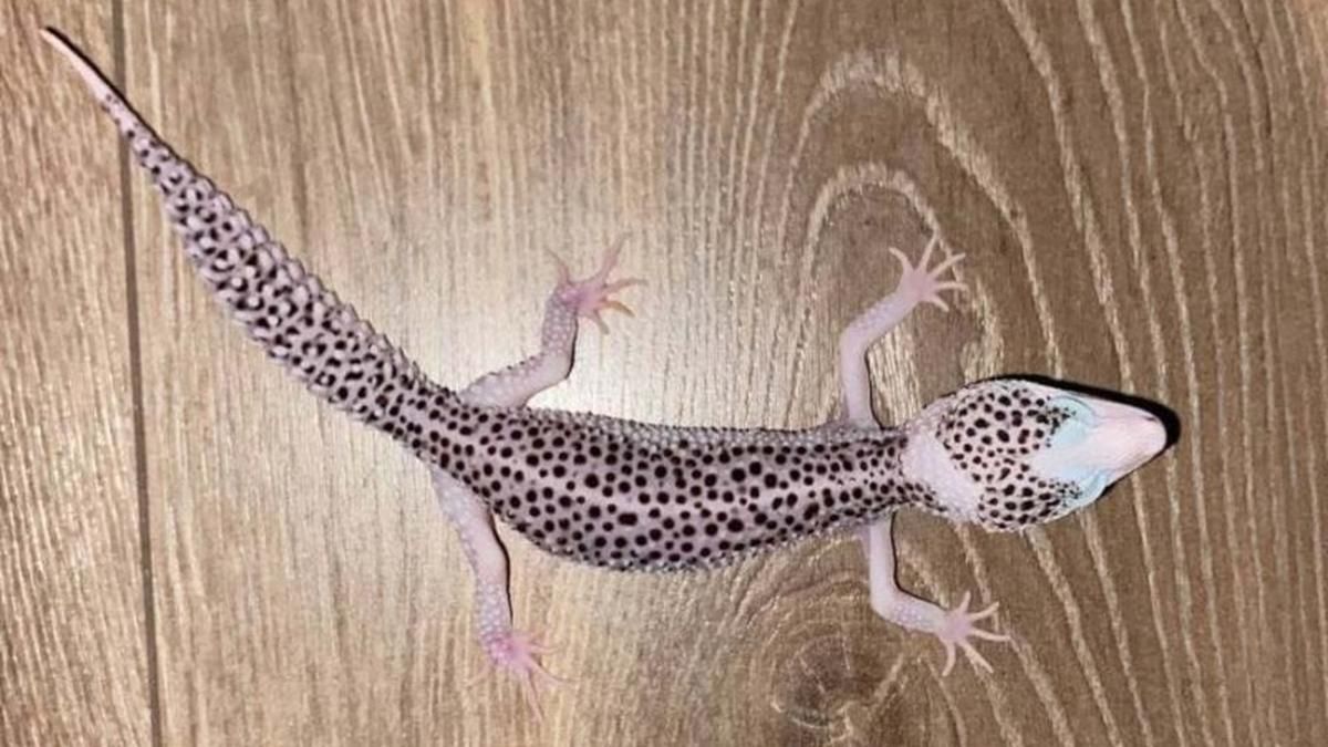 На остановке в Киеве из автобуса похитили двух экзотических эублефаров На остановке в Киеве из автобуса похитили двух экзотических эублефаров