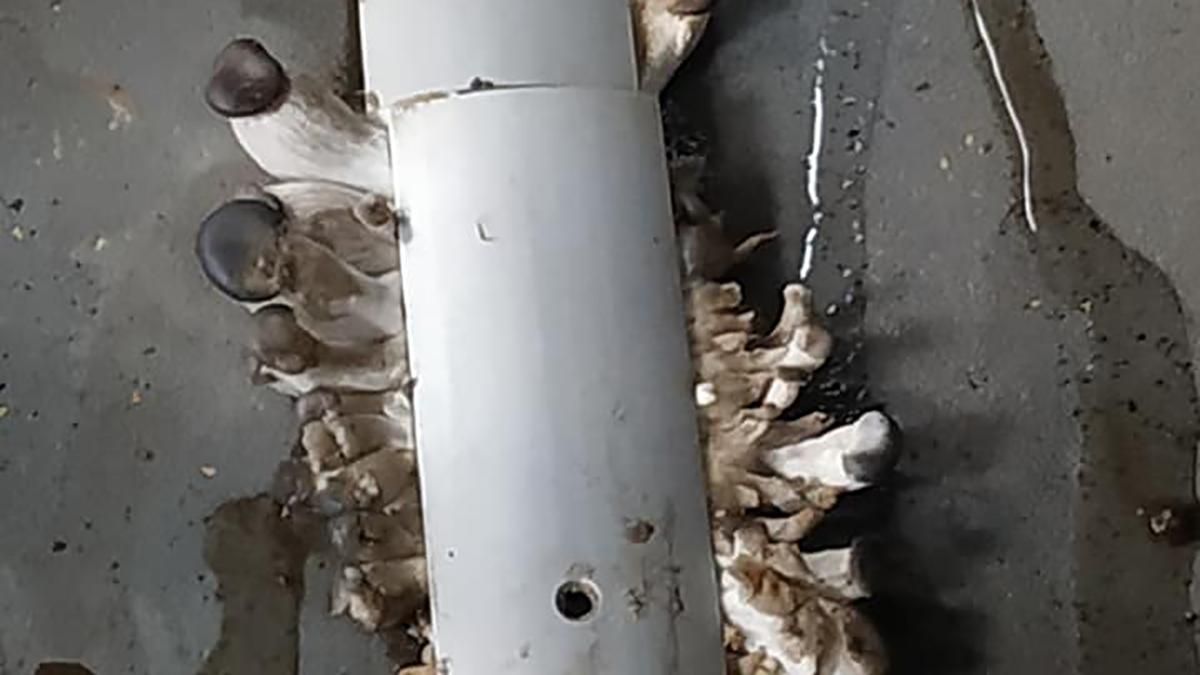 У Калуші просто в салоні маршрутки виросли гриби - Україна новини - 24 Канал У Калуші просто в салоні маршрутки виросли гриби - Україна новини - 24 Канал