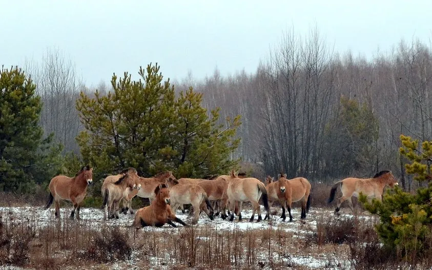 В Чернобыле показали, как дикие звери наслаждаются зимой: яркие фото