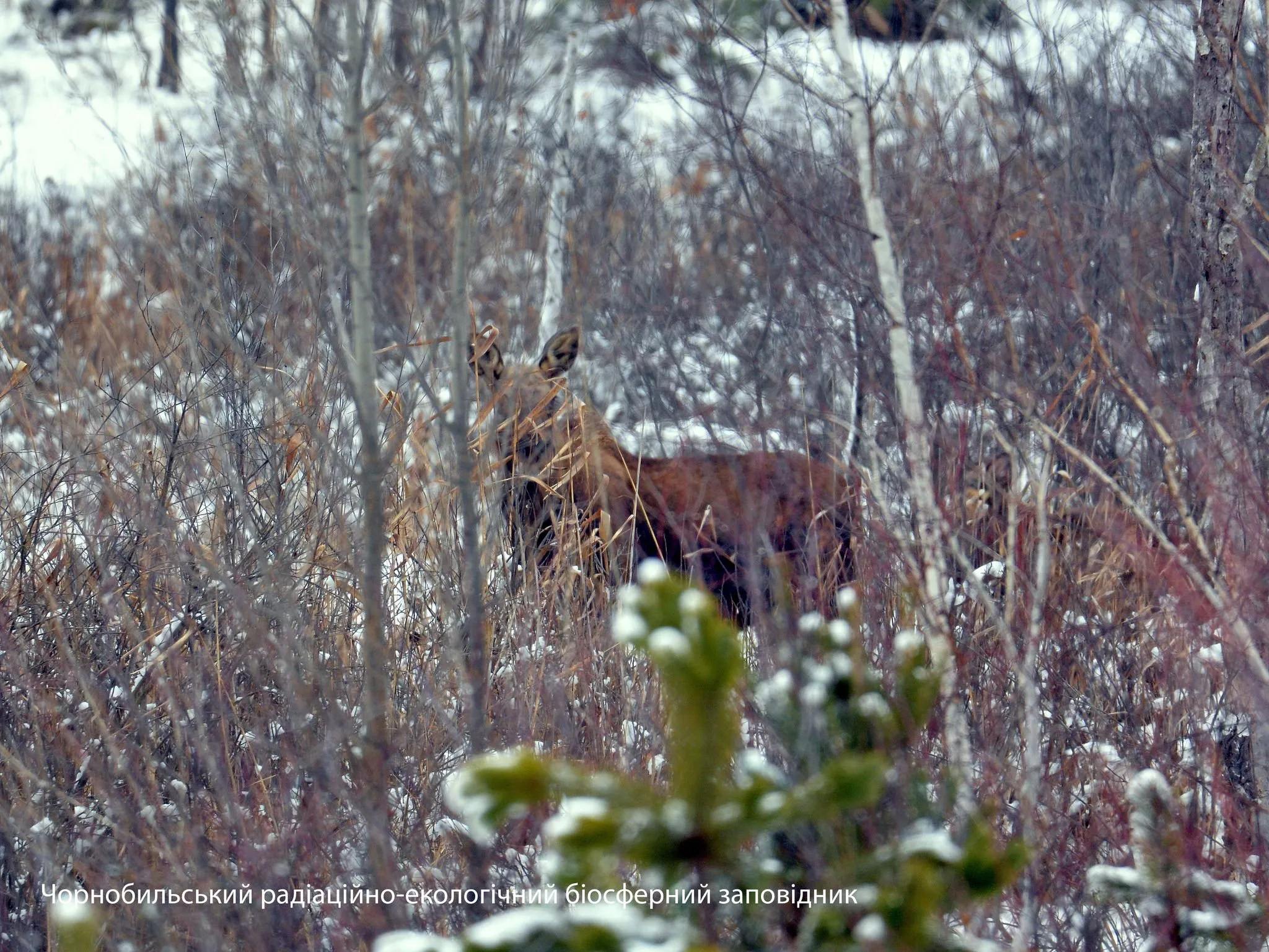 В Чернобыле показали, как дикие звери наслаждаются зимой: яркие фото