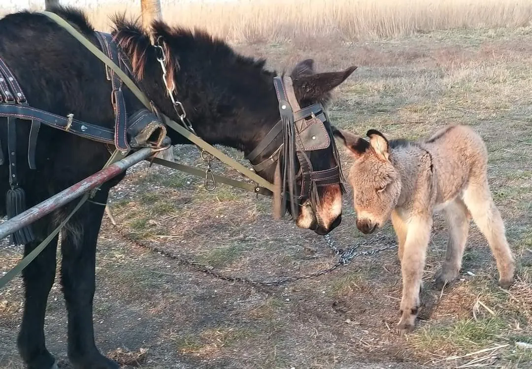 Домашні тварини в 