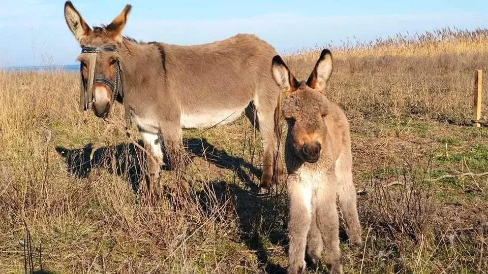 Домашние животные в 