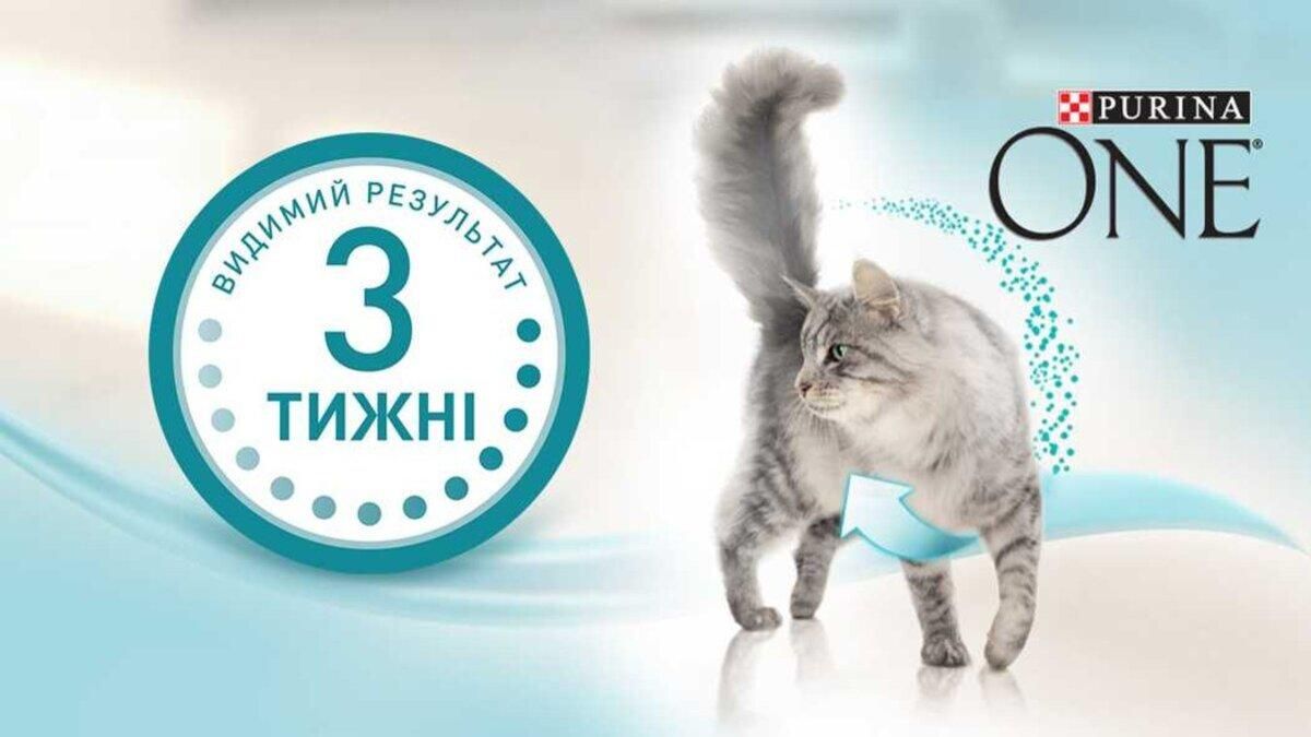 Як зробити шкіру кота здоровою, а шерсть блискучою: результат за 3 тижні з Purina ONE®