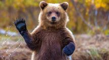 Кинулась обнимать и играть: видео встречи медведицы и мужчины, который ее спас