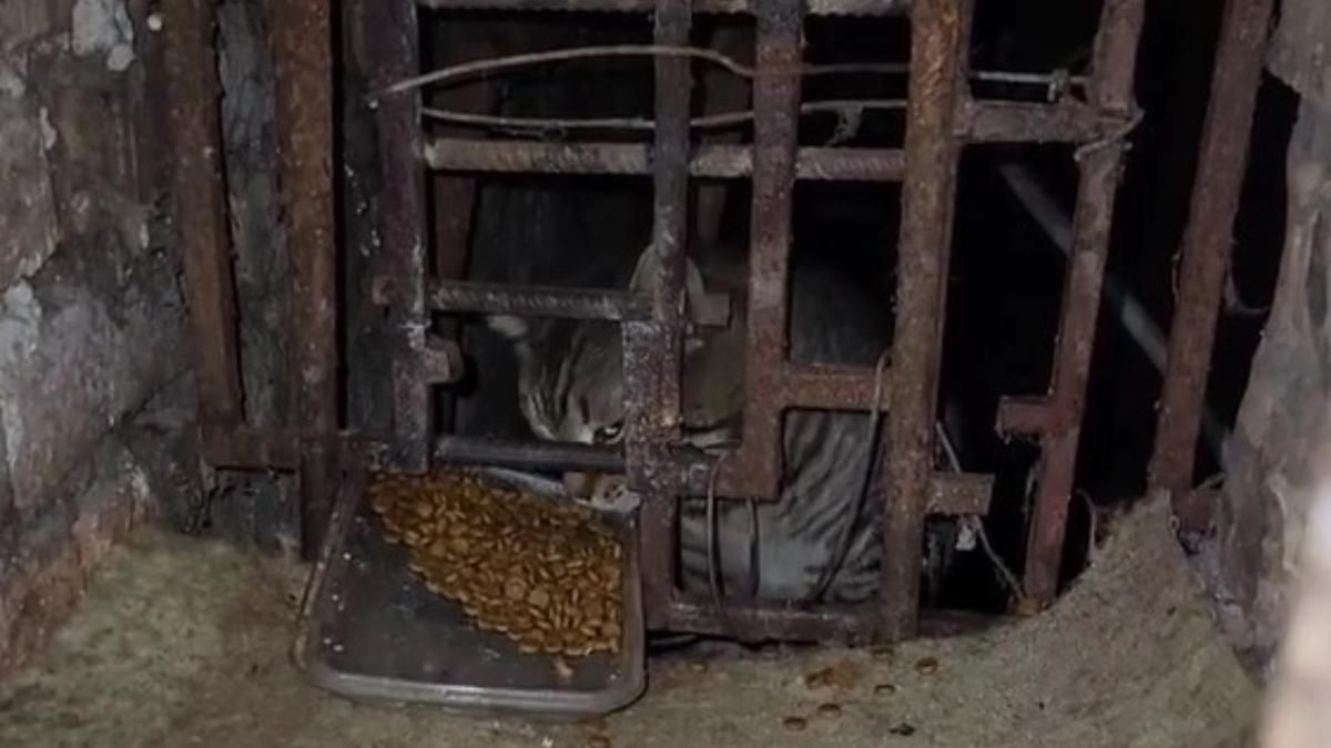 Замурували в підвалі: в Одесі врятували котів з 2-місячного полону – зворушливе відео - Україна новини - Одеса