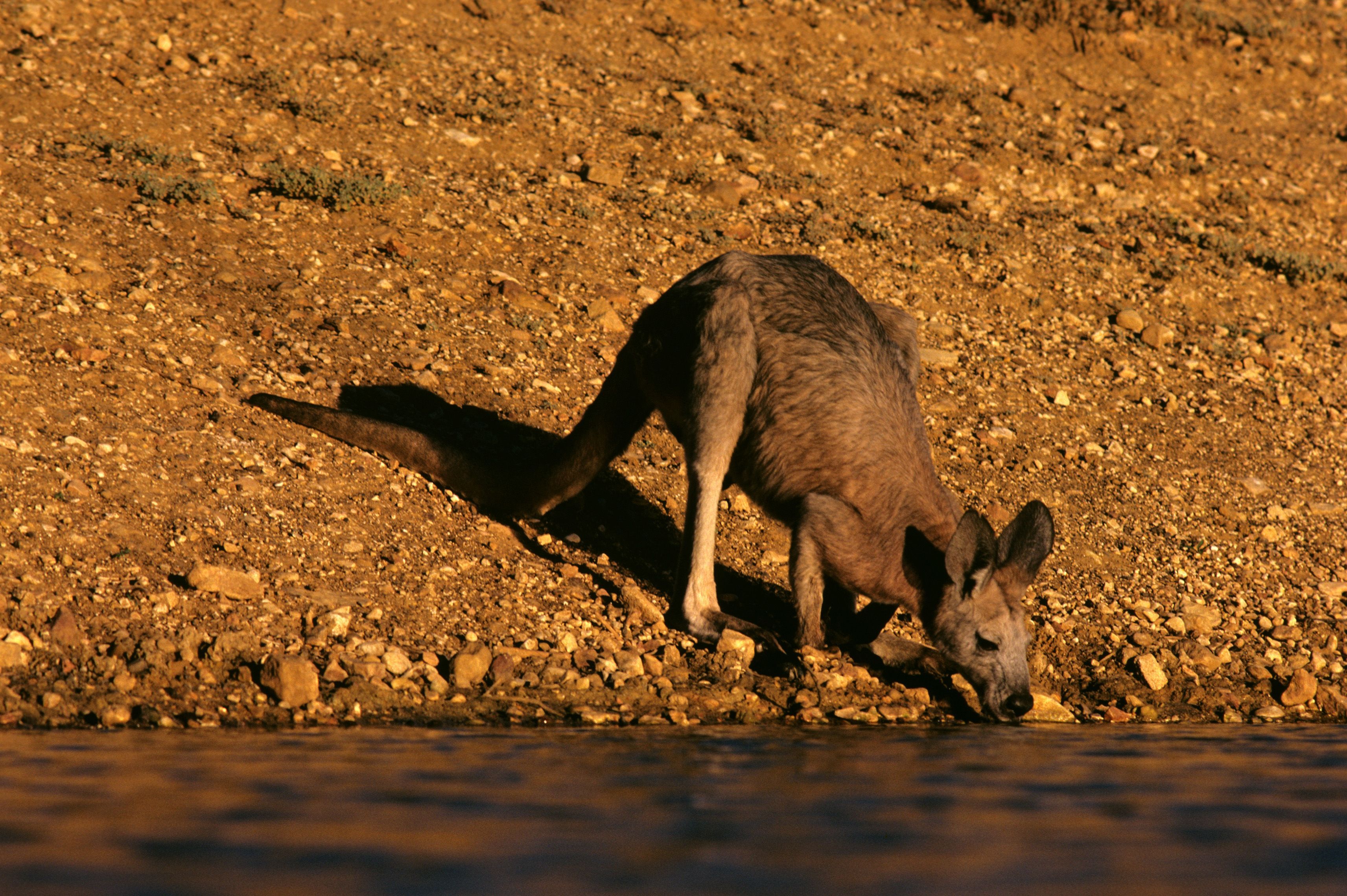 "Ніби мільйон градусів": Австралія потерпає від рекордної спеки вперше за 60 років - 24 Канал "Ніби мільйон градусів": Австралія потерпає від рекордної спеки вперше за 60 років - 24 Канал