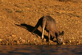 "Будто миллион градусов": Австралия страдает от рекордной жары впервые за 60 лет