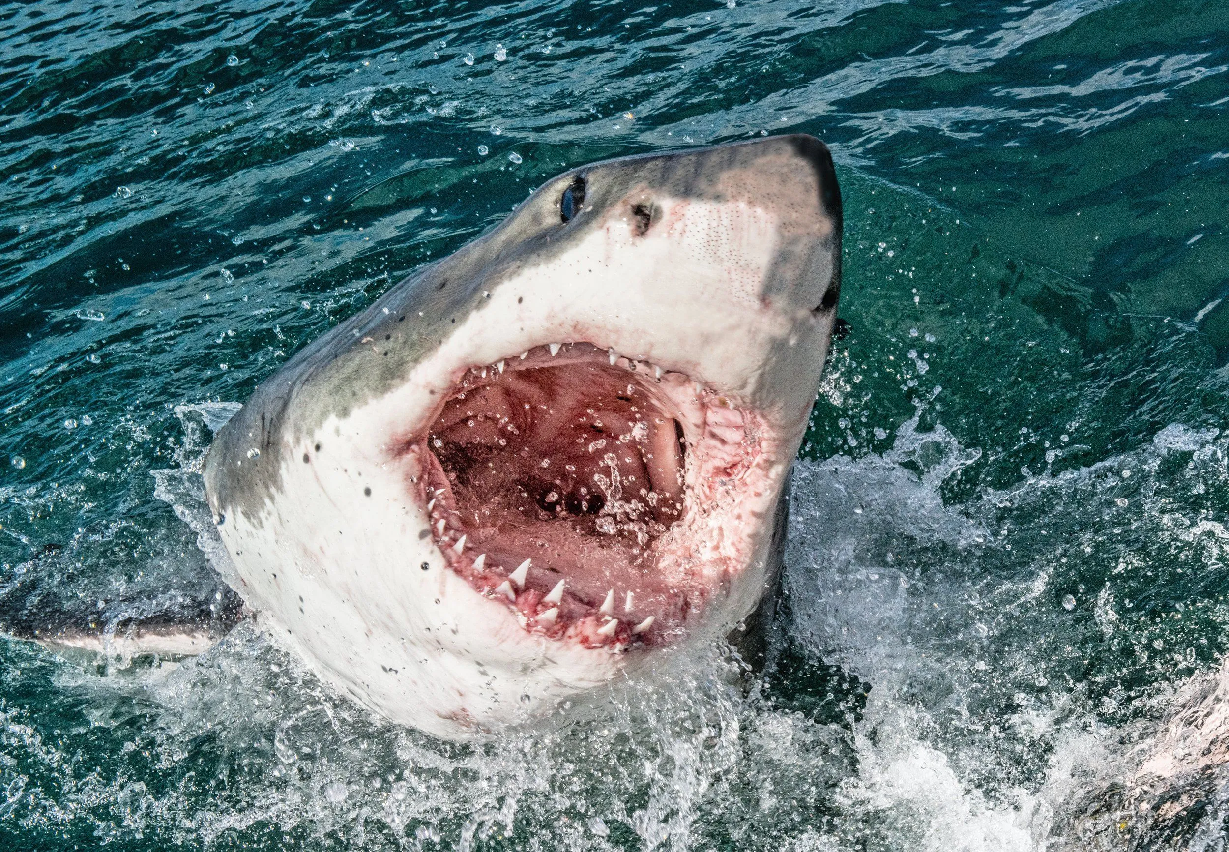 Напад акули