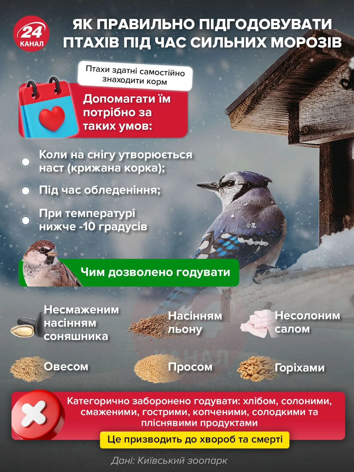 Чим можна підгодовувати птахів Чим можна підгодовувати птахів