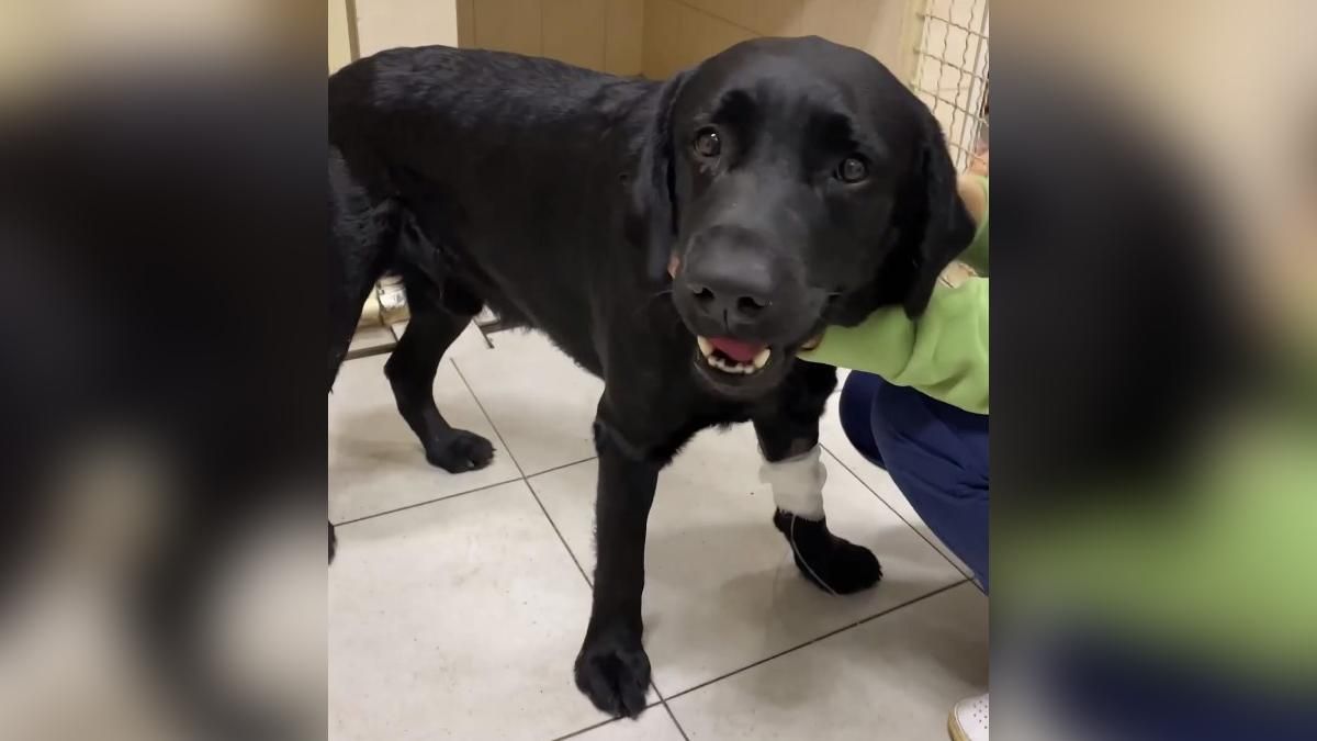 В Днепре лабрадор выпил бутылку коньяка: утром уже было не смешно В Днепре лабрадор выпил бутылку коньяка: утром уже было не смешно