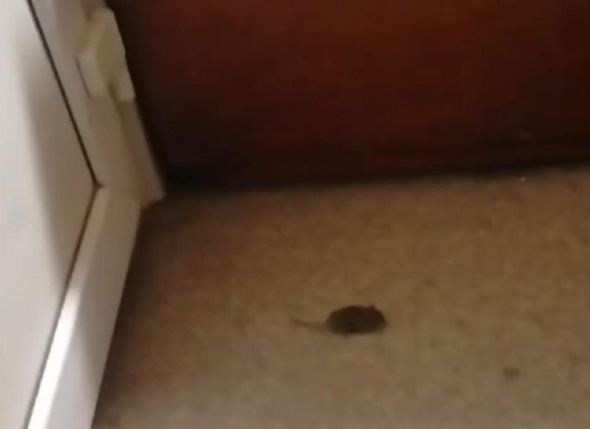 Фильм ужасов наяву: в Киеве жители дома пожаловались на нашествие тараканов и мышей Фильм ужасов наяву: в Киеве жители дома пожаловались на нашествие тараканов и мышей