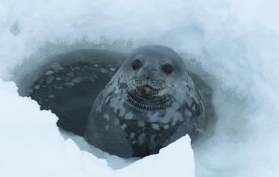 Как поют тюлени: исследователи станции "Академик Вернадский" зафиксировали поразительный звук