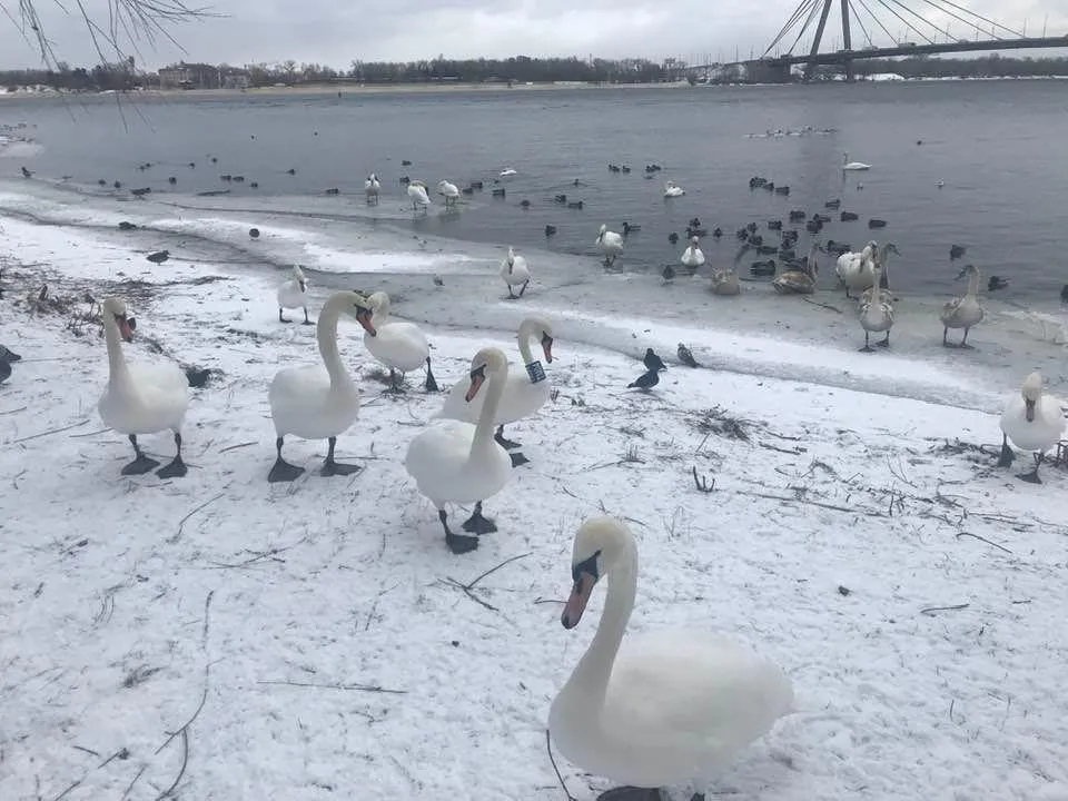 лебеді у парку Наталка