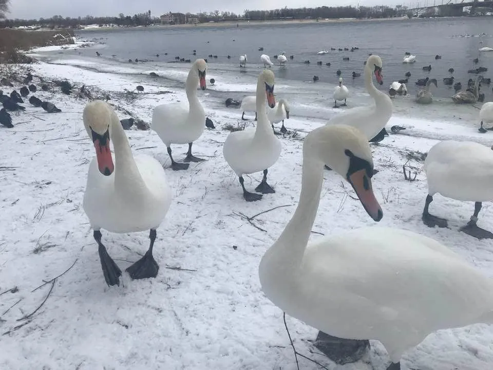 лебеді у парку Наталка