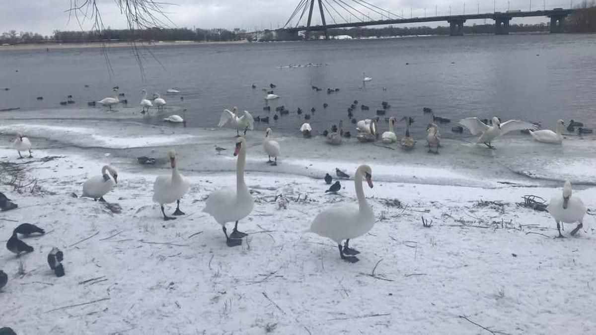В киевский парк "Наталка" на Оболони прилетела стая лебедей, которые совсем не боятся людей В киевский парк "Наталка" на Оболони прилетела стая лебедей, которые совсем не боятся людей