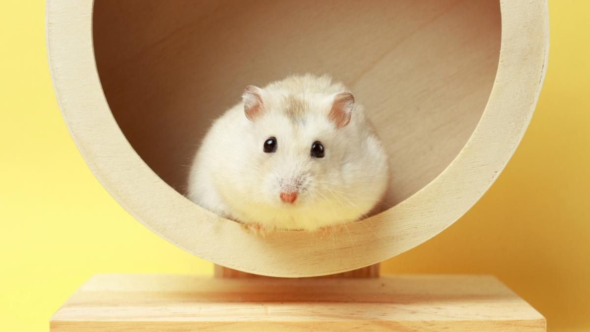 Из-за угрозы инфицирования штаммом Дельта: В Гонконге убьют 2000 хомяков Из-за угрозы инфицирования штаммом Дельта: В Гонконге убьют 2000 хомяков