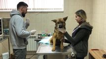Застрял в пластиковой бутылке: в Черновцах собаку спасли из ловушки