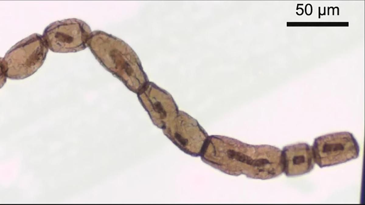 У клітинах, віком близько мільярда років, виявили хлорофіл - Новини технологій - Техно У клітинах, віком близько мільярда років, виявили хлорофіл - Новини технологій - Техно