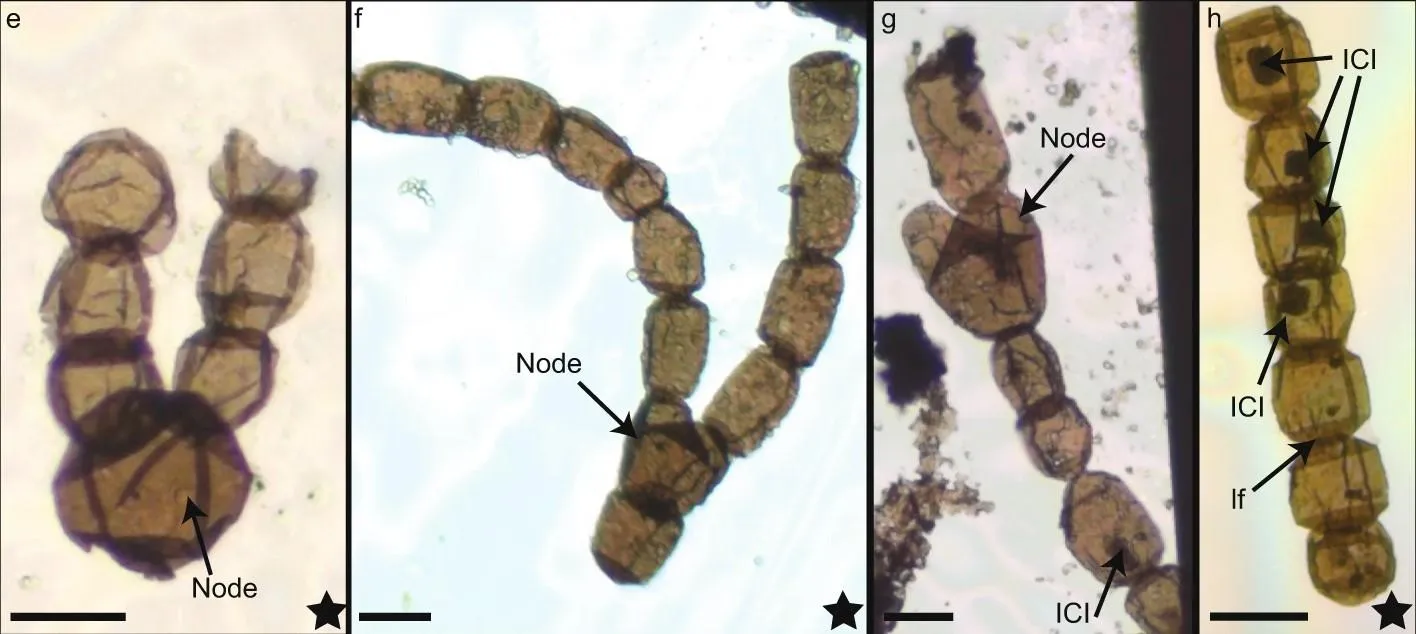 Водорості Водорості