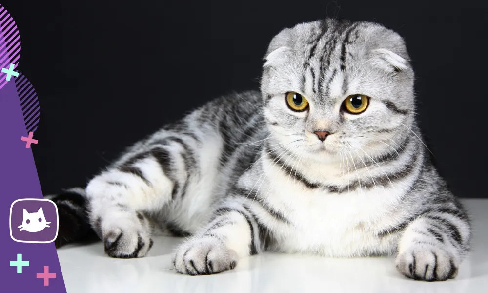 Найпопулярніші породи кішок в Україні