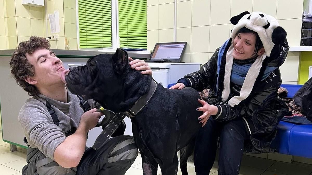 Спасатели животных в Киеве ищут дом собаке, которая 5 дней охраняла тело умершего владельца
