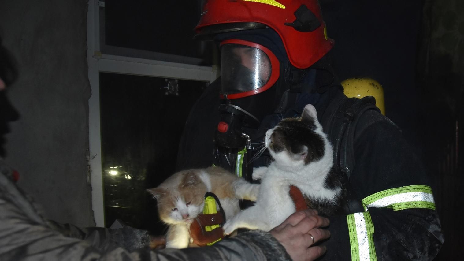 В Одессе пожарные спасли 2 кошек и собачку: удивительные фото спасения