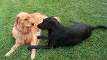 Влюбленный пес ночью пришел к соседской собаке с подарком: трогательное видео