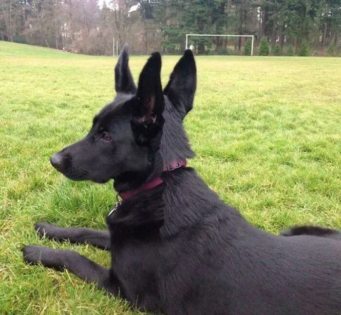 Кумедні панорамні фото тварин Кумедні панорамні фото тварин