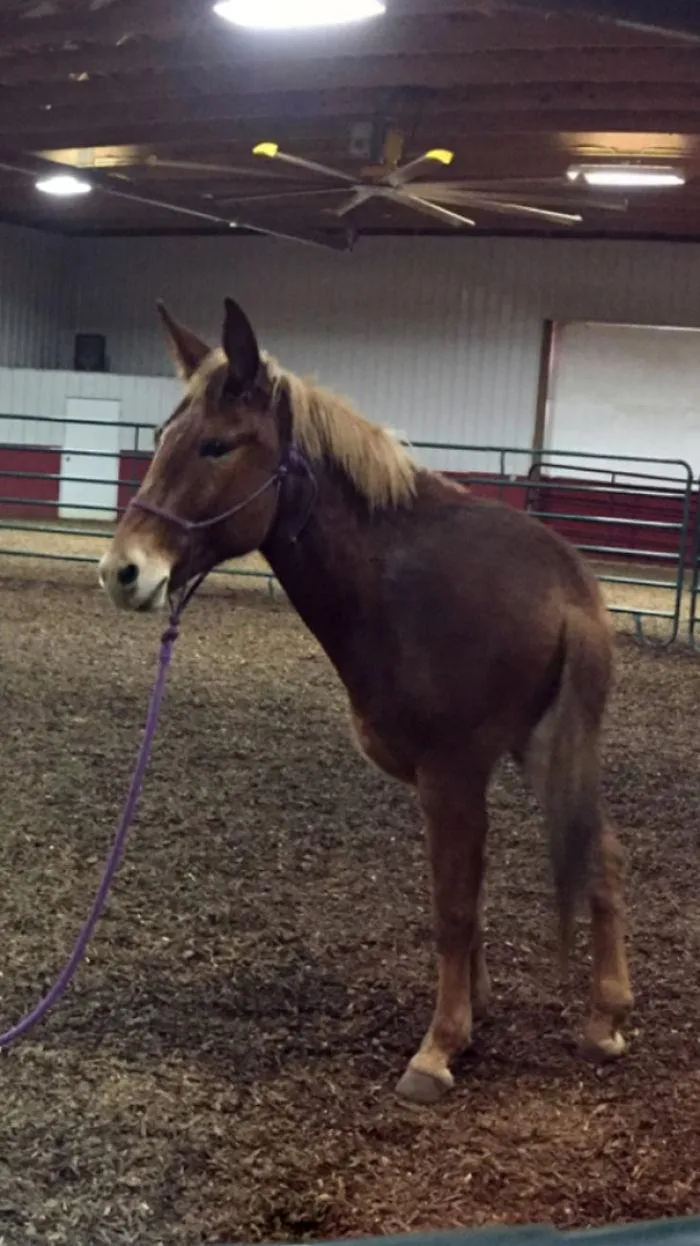 Кумедні панорамні фото тварин Кумедні панорамні фото тварин