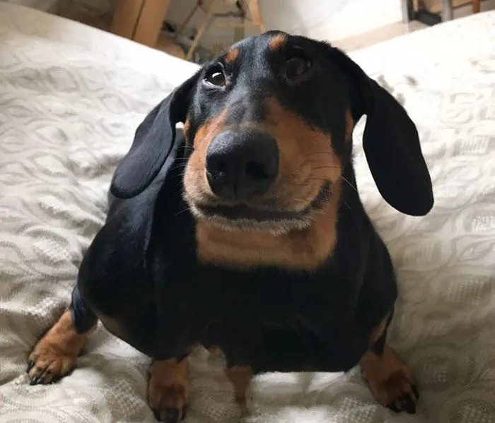 Кумедні панорамні фото тварин Кумедні панорамні фото тварин