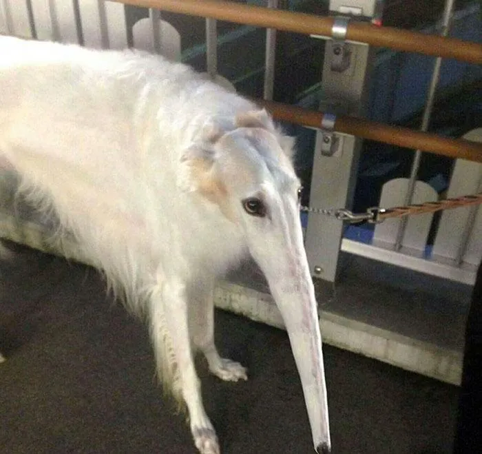 Кумедні панорамні фото тварин Кумедні панорамні фото тварин