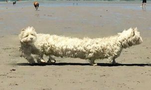 20 забавных панорамных фото, которые превратили животных в настоящих "монстров"