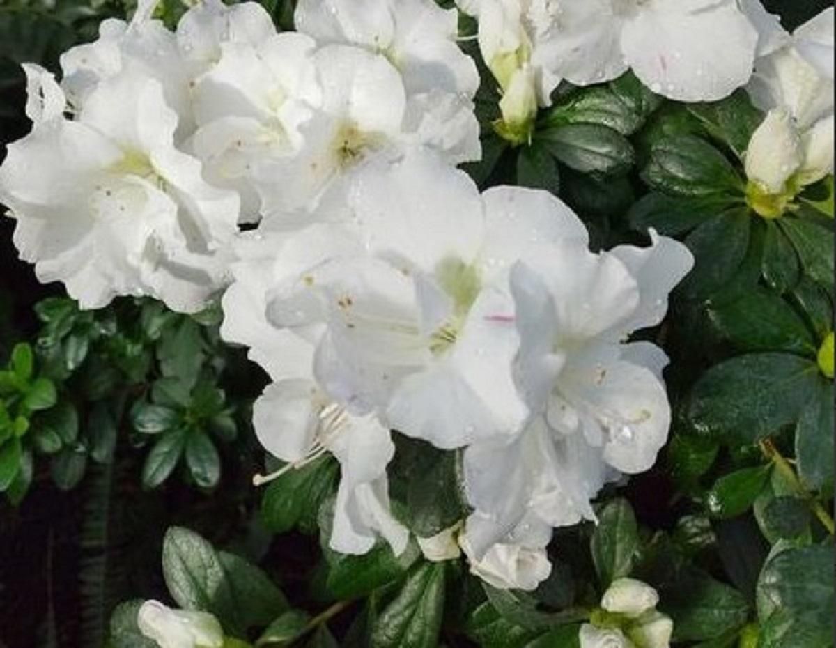 Весна серед зими: у ботанічному саду імені Гришка зацвіли перші квіти – яскраві фото - Новини Київ - Київ Весна серед зими: у ботанічному саду імені Гришка зацвіли перші квіти – яскраві фото - Новини Київ - Київ