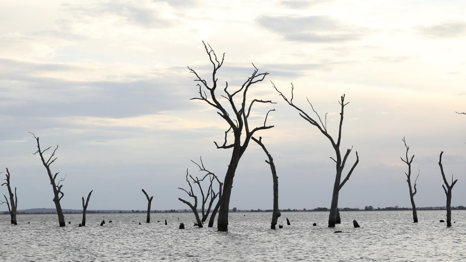 Биологи заявляют о начале шестого массового вымирания Биологи заявляют о начале шестого массового вымирания