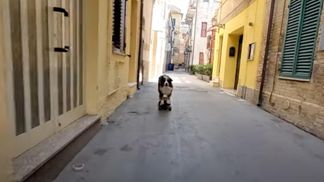 Собака-скейтбордистка каталась по улочкам Италии: забавное видео