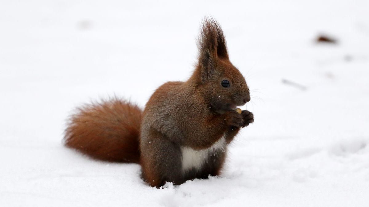 Погода на 24 січня 2022 в Україні: що прогнозують синоптики Погода на 24 січня 2022 в Україні: що прогнозують синоптики
